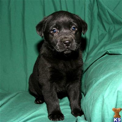 Puppies in OH